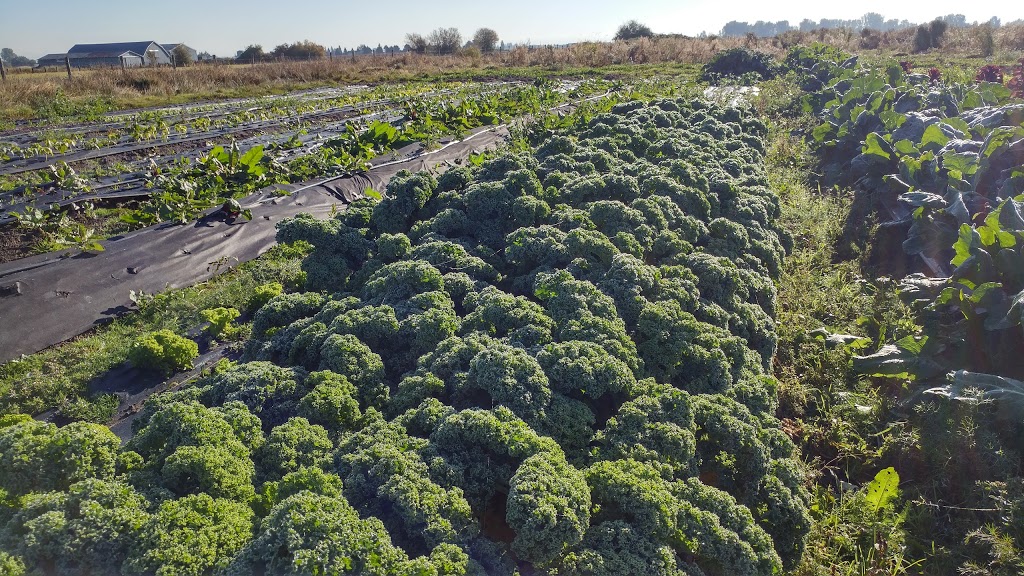 Ohana Organic Farming Society of British Columbia | 3420 River Rd W, Delta, BC V4K 3N2, Canada | Phone: (778) 400-0510