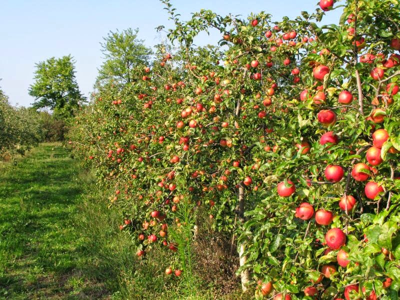 La Cidrerie du Village | 509 Rue Principale, Rougemont, QC J0L 1M0, Canada | Phone: (450) 469-3945