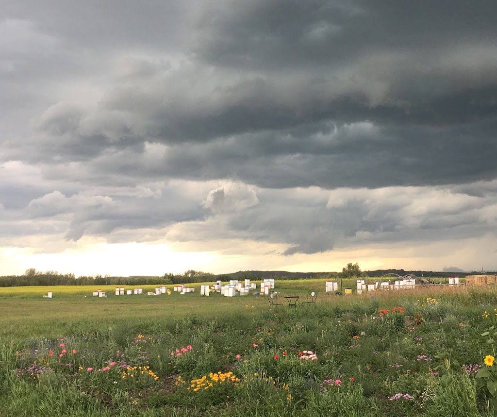 Papa Bears Bee Farms Ltd. | Unnamed Road, De Winton, AB T0L 0X0, Canada | Phone: (403) 540-7211