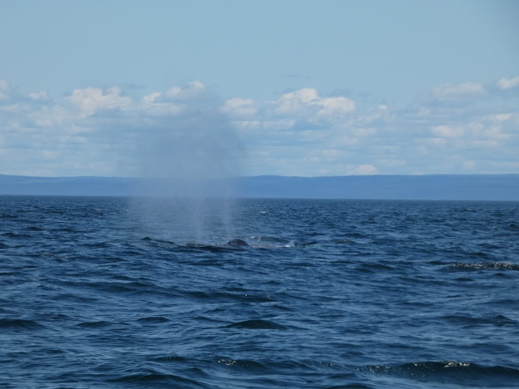 Croisières Essipit / Whale Watching Essipit Cruise | 498 Rue de la Mer, Grandes-Bergeronnes, QC G0T 1G0, Canada | Phone: (418) 232-6778