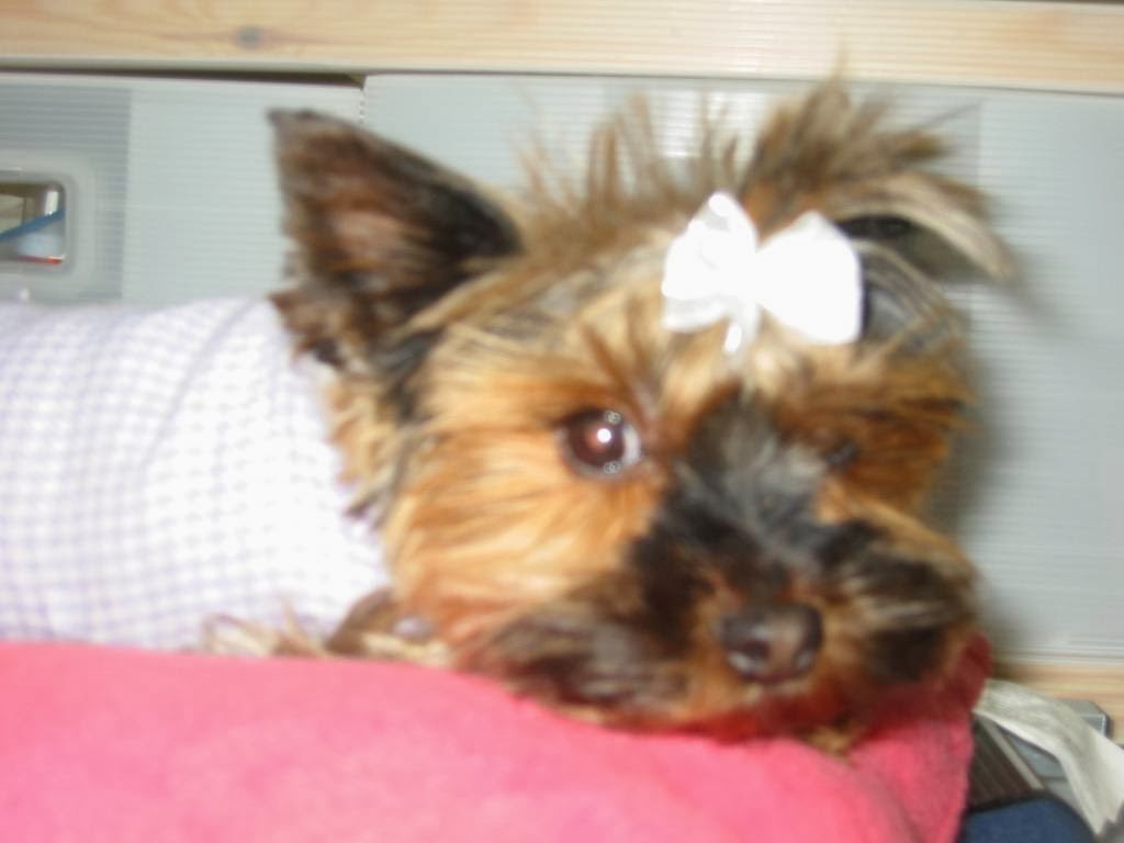 Pawsitively Purrfect Pet Spa | 755 Lake Bonavista Dr SE, Calgary, AB T2J 0N3, Canada | Phone: (403) 258-3322