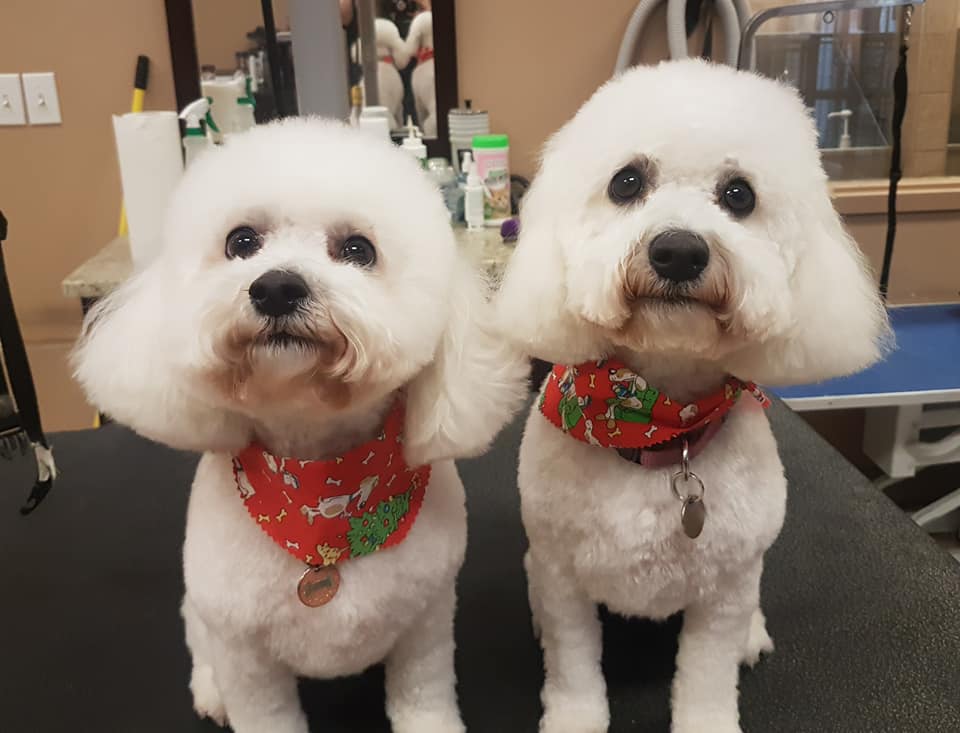Groomingdales Fonthill | 20 Hwy 20 E, Fonthill, ON L0S 1E0, Canada | Phone: (905) 892-5483