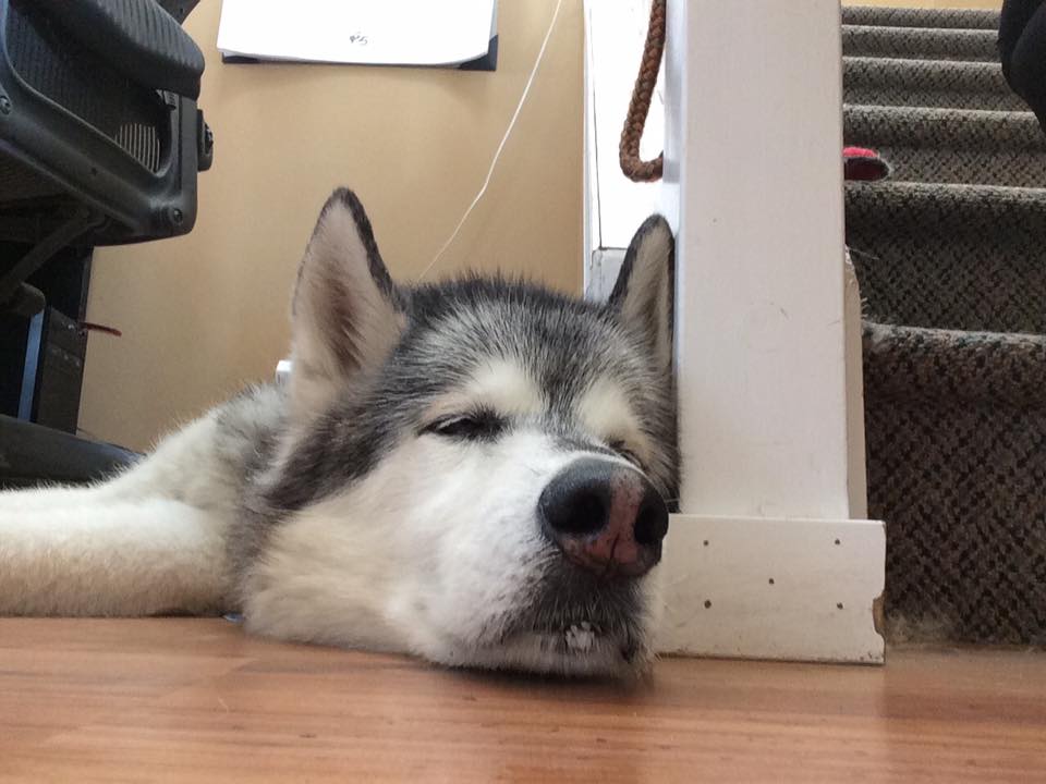 The Place 4 Paws | 10135, Township Rd 264, AB T4B 2Z8, Canada | Phone: (403) 226-9977