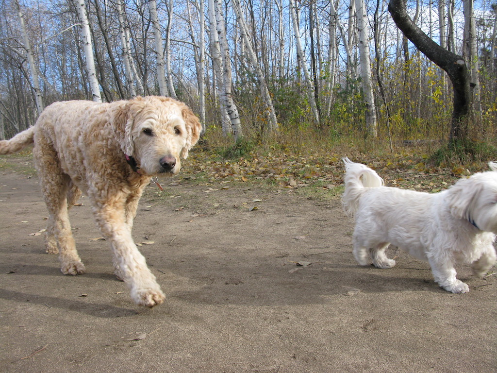 Dogawalk Adventures | 2592 Concession Rd 12, Pakenham, ON K0A 2X0, Canada | Phone: (613) 793-7347