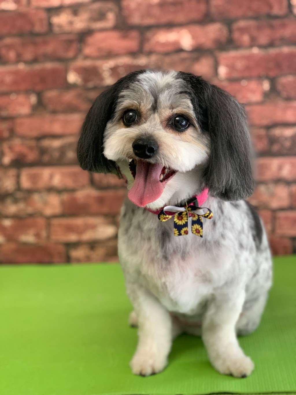 Happy Hounds Dog Grooming | 1 Westwood Wynd, Fort Saskatchewan, AB T8L 4L3, Canada | Phone: (780) 690-2033