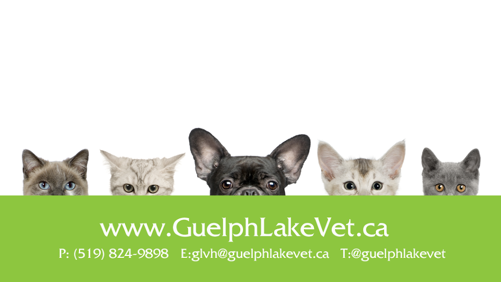 Guelph Lake Veterinary Hospital | 322 Eastview Rd Unit B4, Guelph, ON N1E 0L2, Canada | Phone: (519) 824-9898