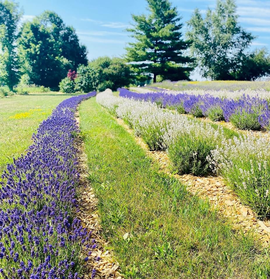 Essentially Lavender | 1379 Concession 10, Formosa, ON N0G 1W0, Canada | Phone: (519) 722-9324