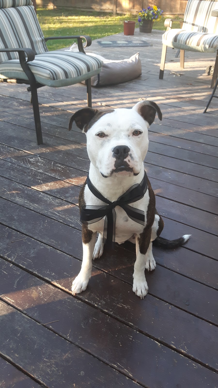 Grace Veterinary Hospital | 4228 Glanford Ave, Victoria, BC V8Z 4B7, Canada | Phone: (778) 433-9373