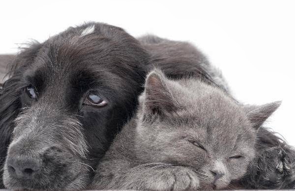 Sunset Strip Veterinary Clinic | 202421, ON-21, Owen Sound, ON N4K 5N7, Canada | Phone: (519) 371-2030