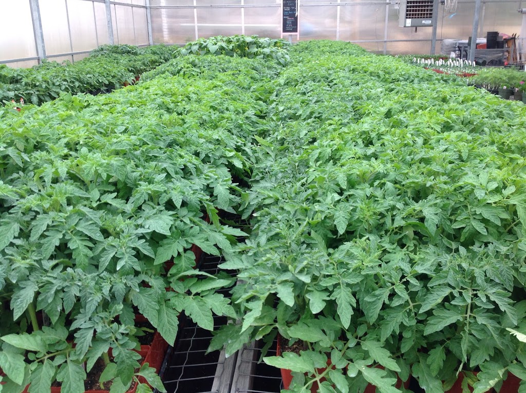 Country Road Greenhouses | 52043 Range Rd 231, Sherwood Park, AB T8B 1A2, Canada | Phone: (780) 467-5784