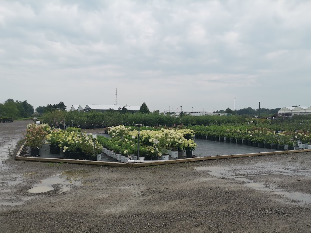 NVK Nurseries | 1155 ON-5, Dundas, ON L9H 5E2, Canada | Phone: (905) 628-0112