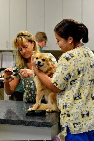 Rutland Pet Hospital - Kelowna Vet Clinic | 595 Houghton Rd, Kelowna, BC V1X 6E9, Canada | Phone: (250) 765-2916