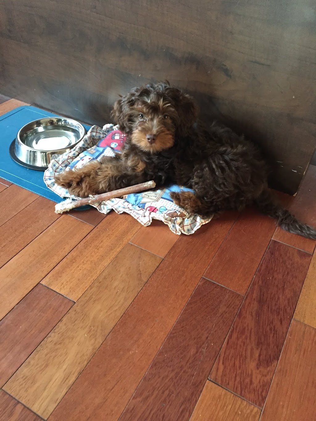 ileauxchiens | 220 Rte Ployart, Durham-Sud, QC J0H 2C0, Canada | Phone: (450) 297-2584