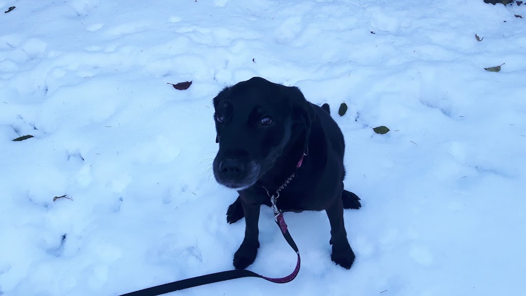 Not Home Alone Pet Services | 39 Porter Rd, Nanaimo, BC V9X 1B8, Canada | Phone: (250) 802-6614