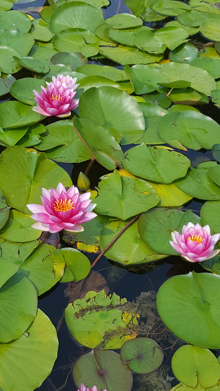 The Garden Club Of London | 625 Springbank Dr, London, ON N6K 4T1, Canada | Phone: (519) 471-6200