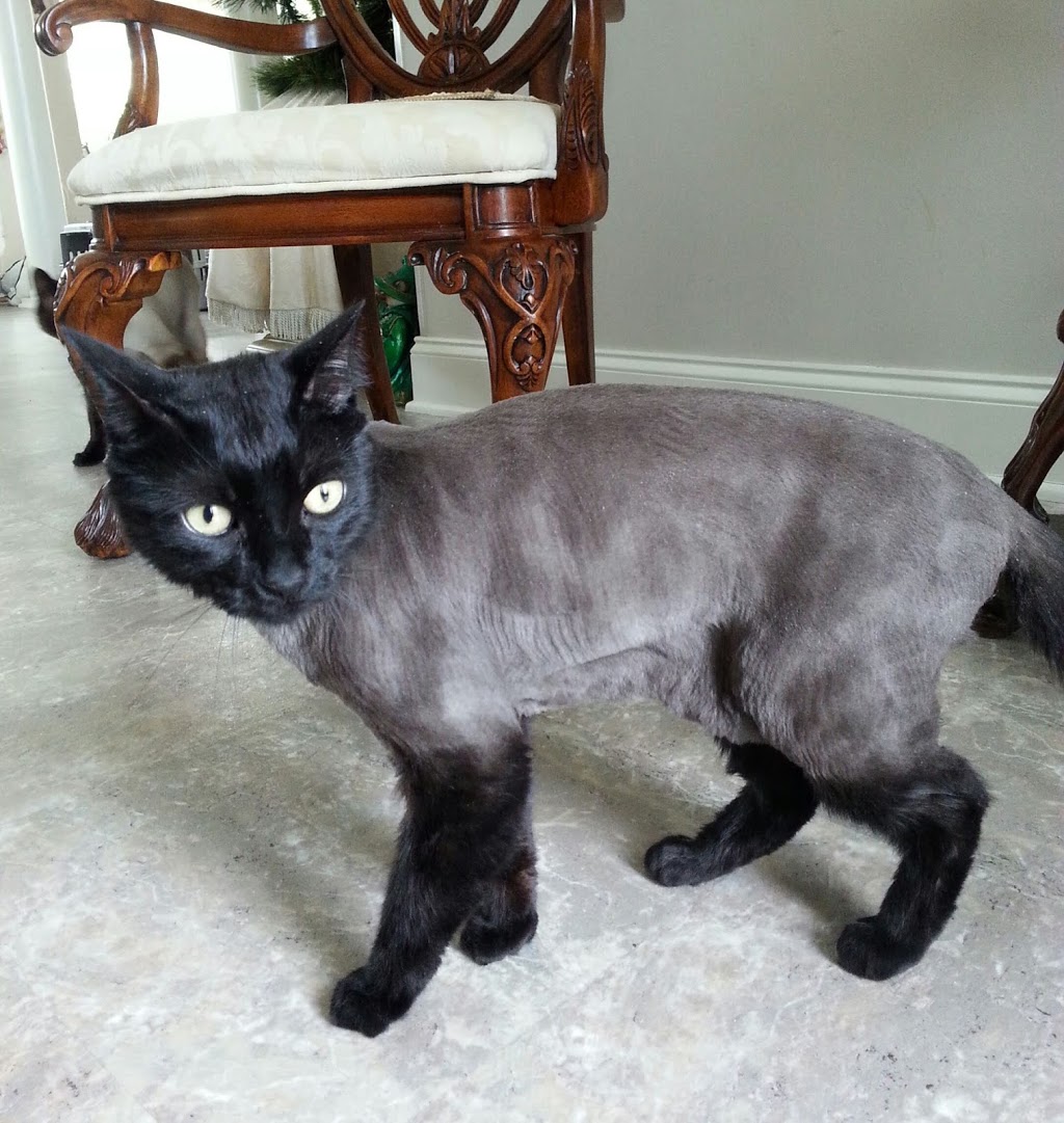 Grand Island Animal Hospital | 2323 Whitehaven Rd, Grand Island, NY 14072, USA | Phone: (716) 773-7646