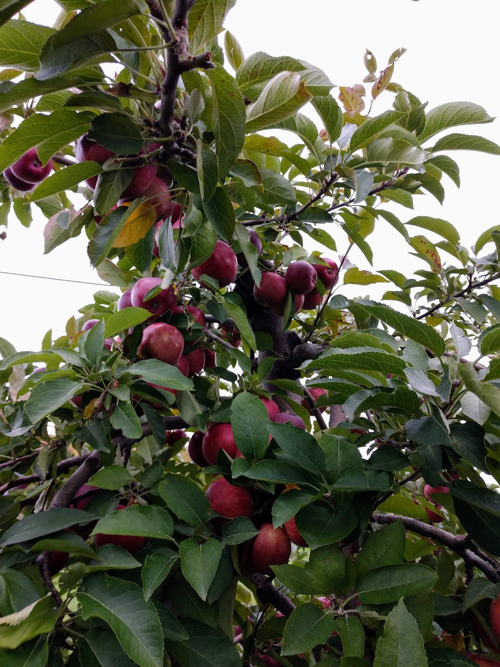 Stonehill Orchard | 2356 Shirley Rd, North Collins, NY 14111, USA | Phone: (716) 337-2380