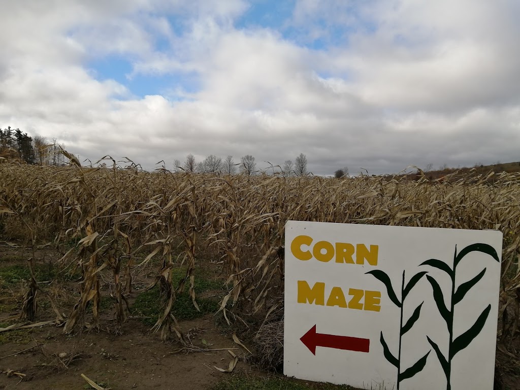 Buzzing Bees Adventure Farm | 1070 Concession Rd 5, Sunderland, ON L0C 1H0, Canada | Phone: (905) 409-4626