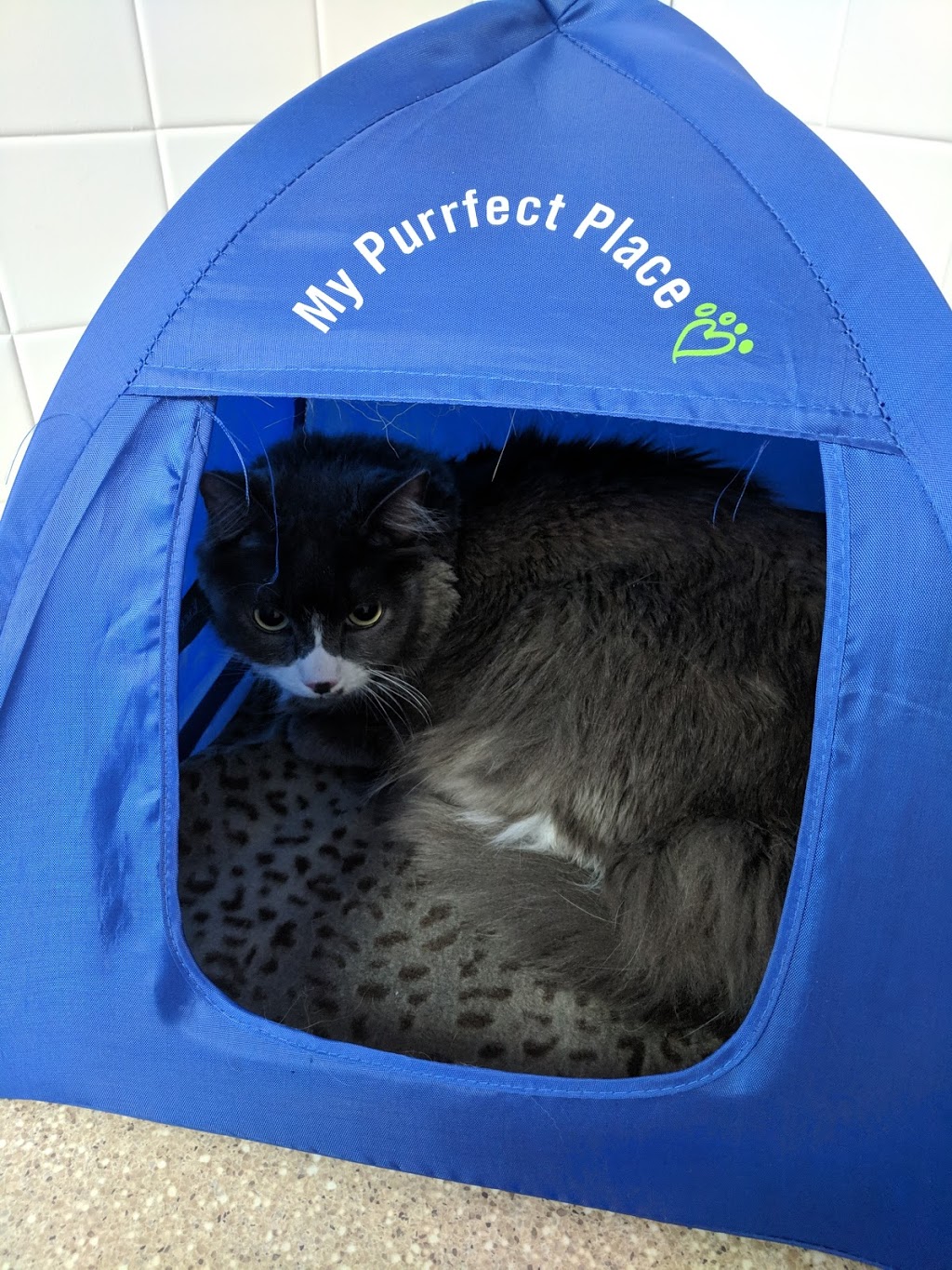 VCA Canada Burlington Animal Hospital | 1231 Guelph Line, Burlington, ON L7P 2T1, Canada | Phone: (905) 335-3515