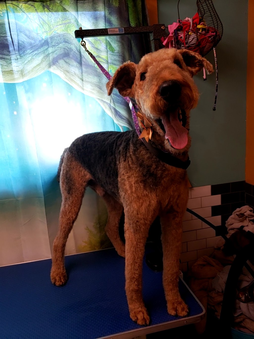 Jens Dog Grooming | 551 9th Concession RR2, Westport, ON K0G 1X0, Canada | Phone: (613) 876-0362