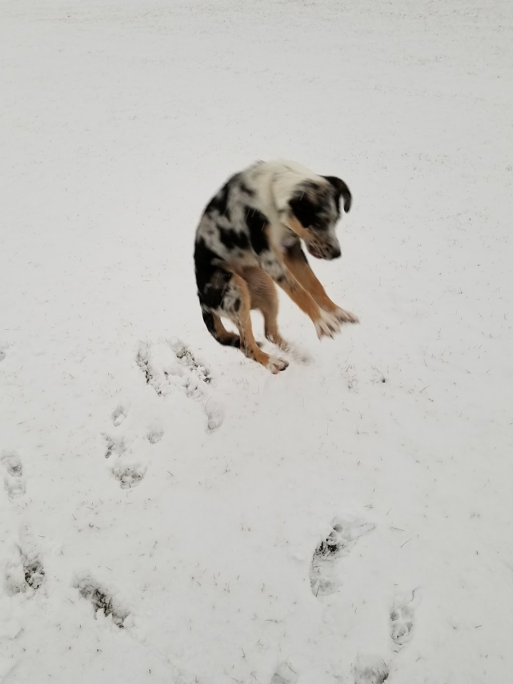 Belgravia Off Leash Site | Saskatchewan Dr NW, Edmonton, AB T6G 2A8, Canada