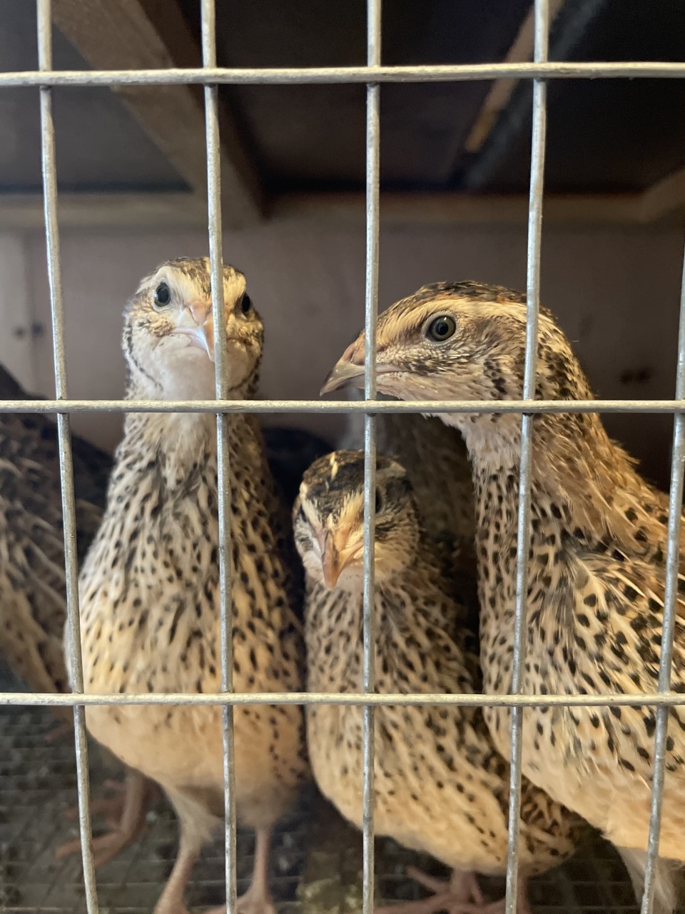 Jumbo Coturnix Quail - Nicks Chicks (By appointment) | 2687 ON-12, Brechin, ON L0K 1B0, Canada | Phone: (416) 937-7171