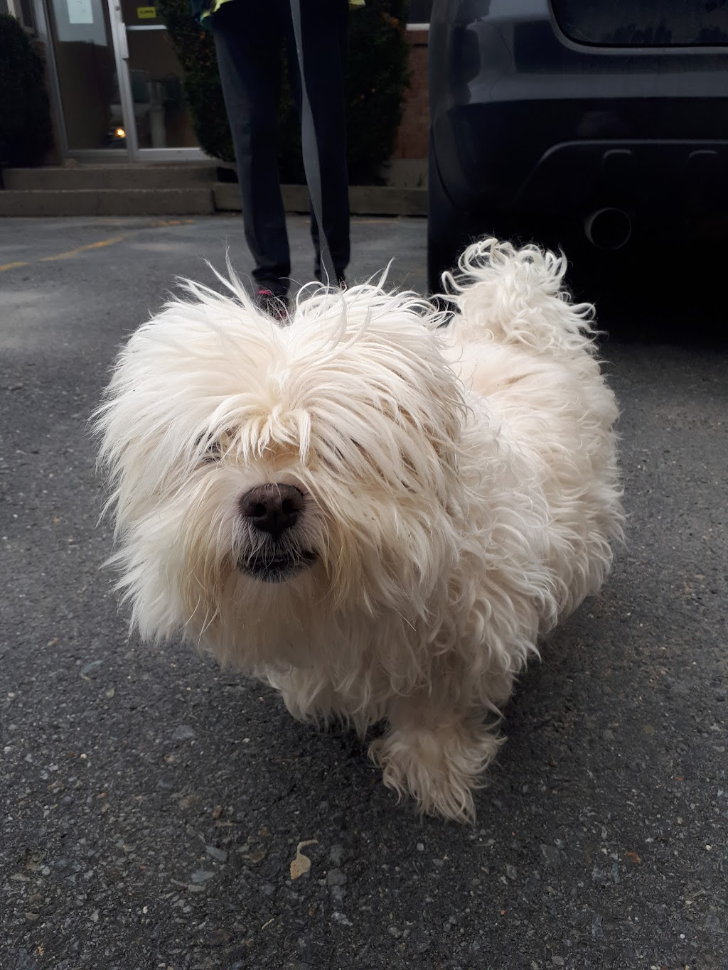 A Pooch Parlour Pet Groomers | 451 Windmill Rd, Dartmouth, NS B3A 1J9, Canada | Phone: (902) 463-5959