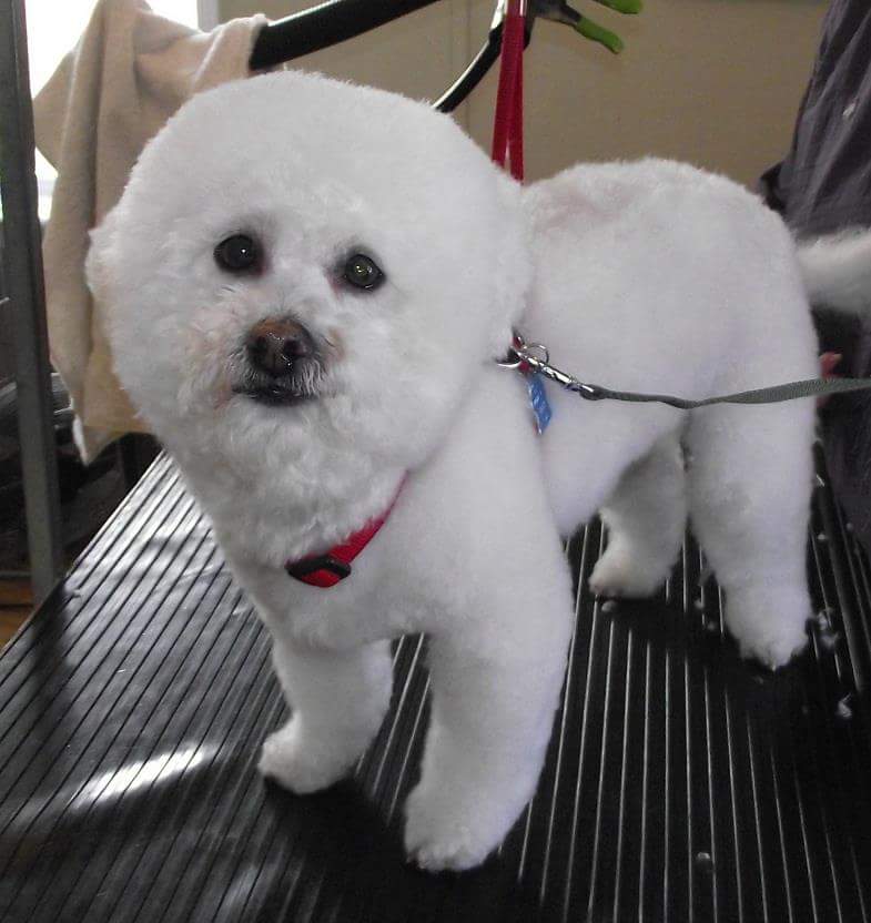 Riverview Pet Grooming | 61 Bentinck St, Trenton, ON K8V 4E2, Canada | Phone: (613) 392-7211