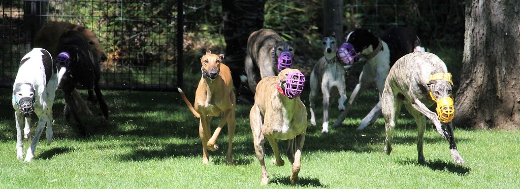 Hound Haven | 98 Yuell Rd, Simcoe, ON N3Y 4J9, Canada | Phone: (519) 582-8080