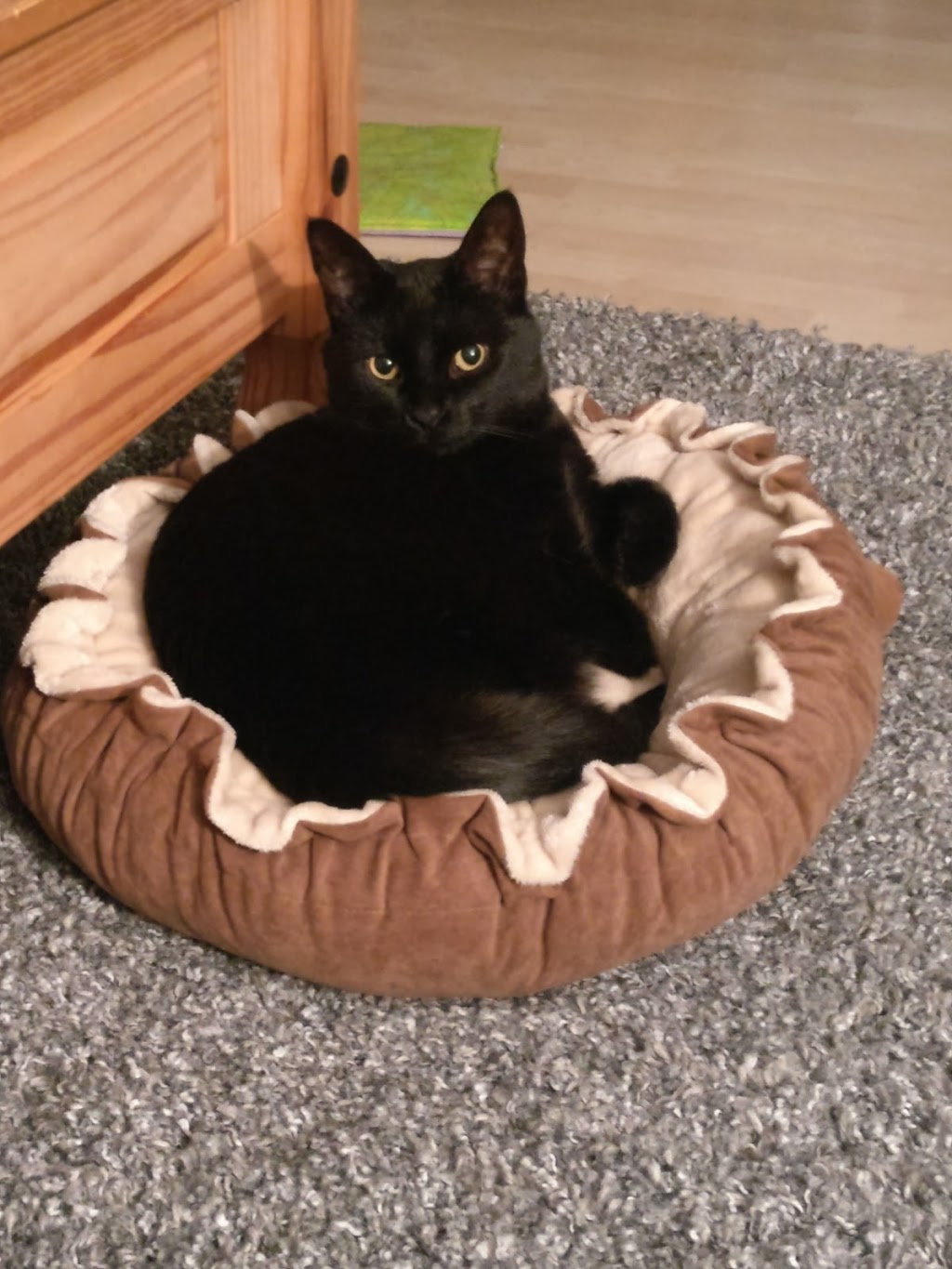 Albany Veterinary Clinic | 16759 127 St NW, Edmonton, AB T6V 0T1, Canada | Phone: (780) 406-3340