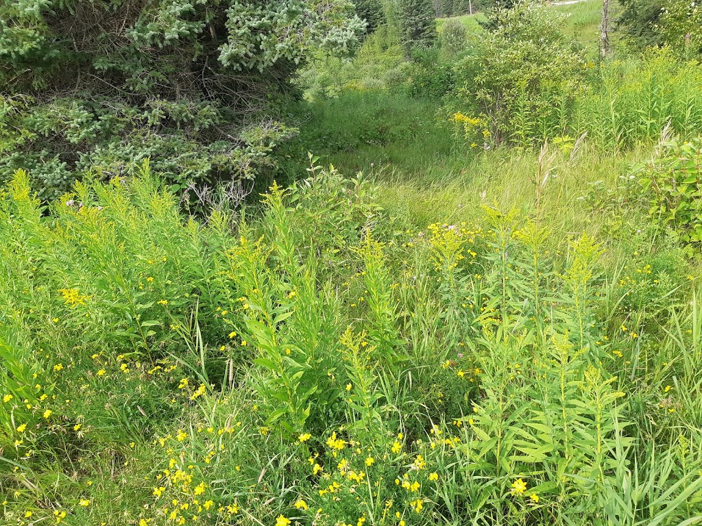 Nipigon River Adventures | 17 ON-628, Red Rock, ON P0T, Canada | Phone: (807) 621-6342