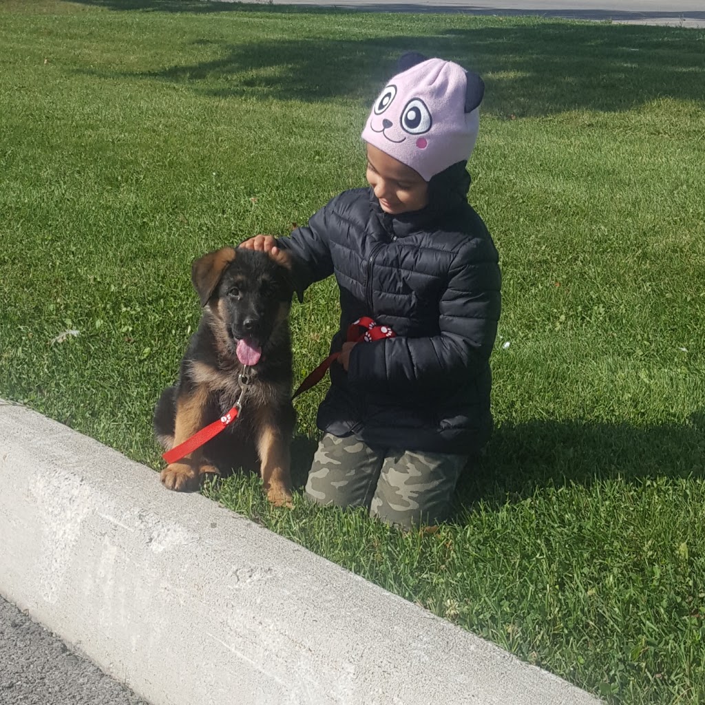 Ahornblatt German Shepherds | 13604 Guelph Line, Campbellville, ON L0P 1B0, Canada | Phone: (416) 272-7264