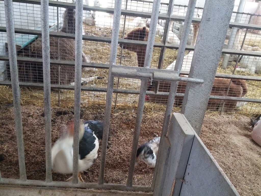 Ferme Bel Alpaga | 1331 2e Rang, Saint-Bonaventure, QC J0C 1C0, Canada | Phone: (819) 396-1498