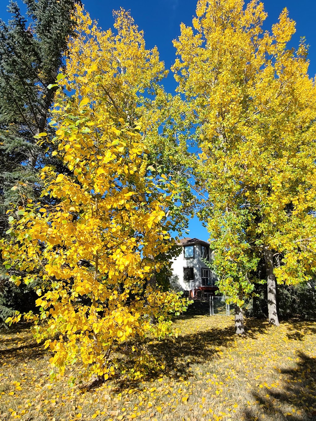 Harvest Hills Community Garden | 520 Harvest Lake Dr NE, Calgary, AB T3K 4C3, Canada | Phone: (403) 226-6422