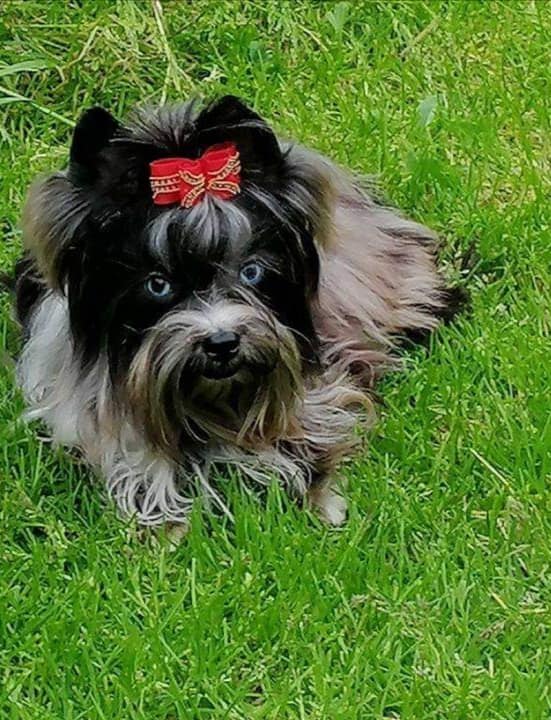 my lovely yorky | 273 Québec 116, Dosquet, QC G0S 1H0, Canada | Phone: (418) 728-0076