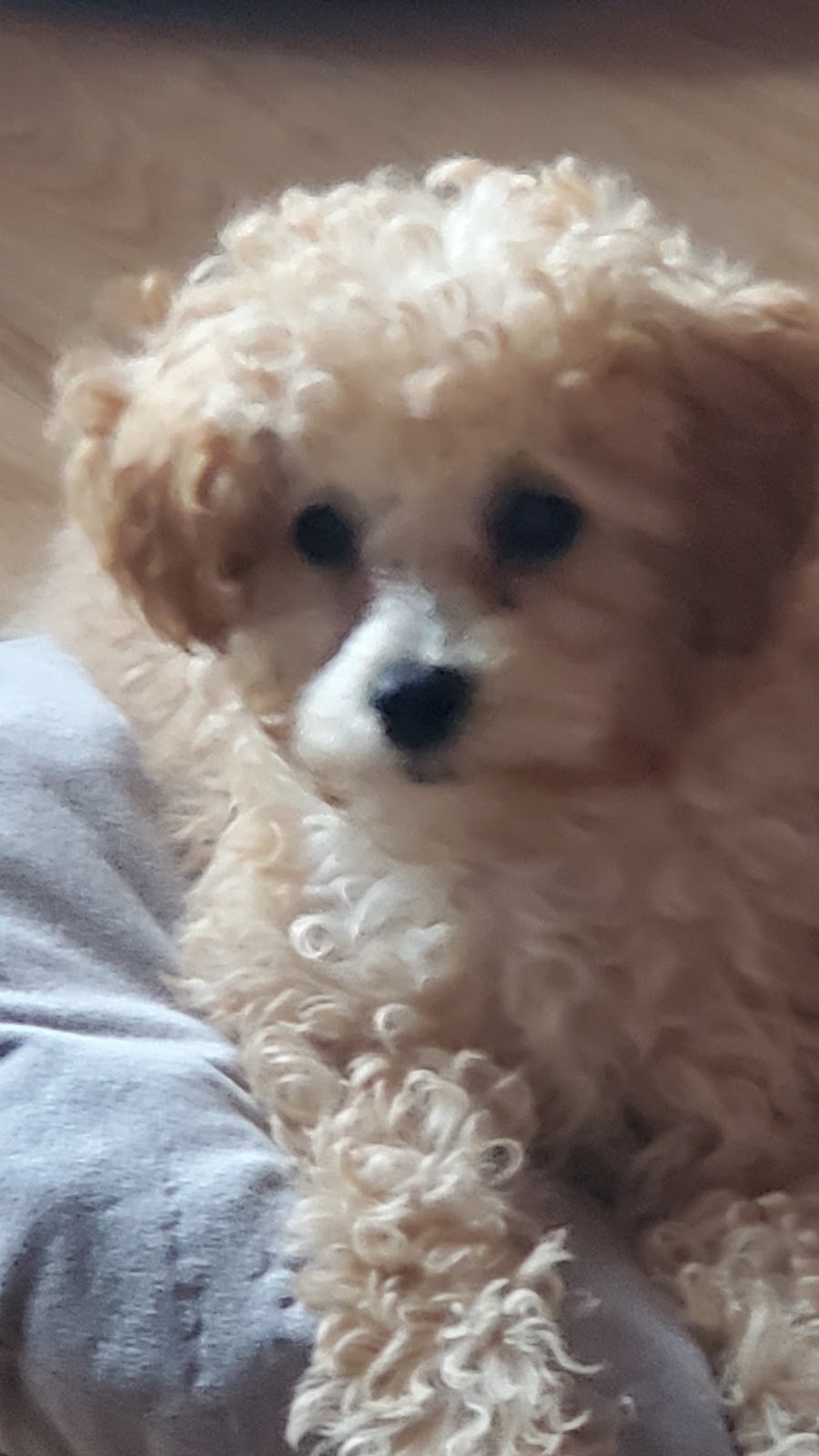 Bonnies Poodles | 836 Poonamalie Side Rd, Smiths Falls, ON K7A 4S4, Canada | Phone: (613) 485-0444