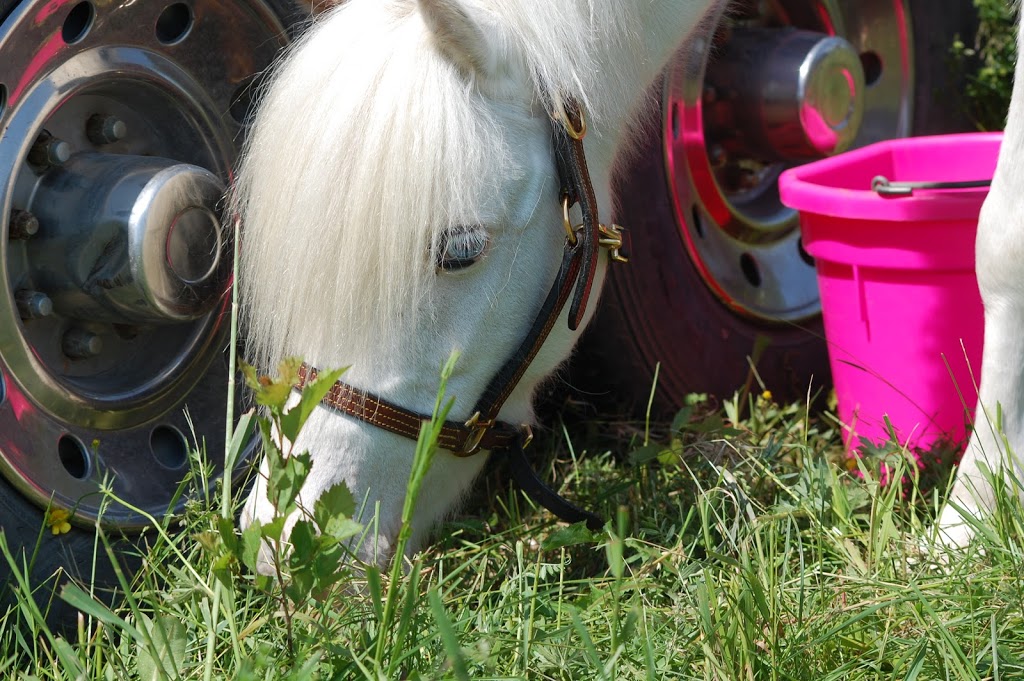 McNab Riding School | 1022 McLean Dr, Braeside, ON K0A 1G0, Canada | Phone: (613) 622-1027