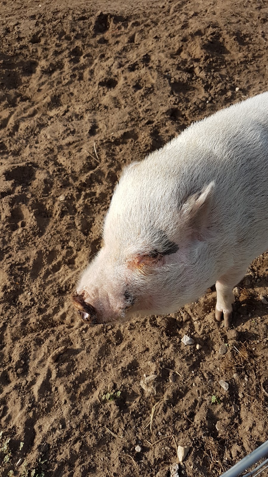 FrogHollow Farm Sanctuary | 855102 Gobles Rd, Princeton, ON N0J 1V0, Canada | Phone: (519) 535-4763