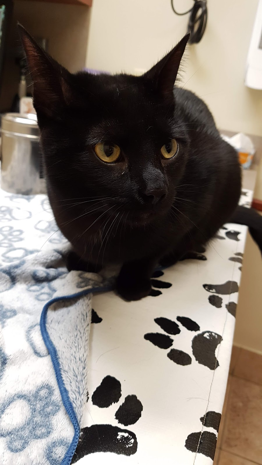 Cedarview Animal Hospital | 4100 Strandherd Dr #106, Nepean, ON K2J 0V2, Canada | Phone: (613) 825-5001