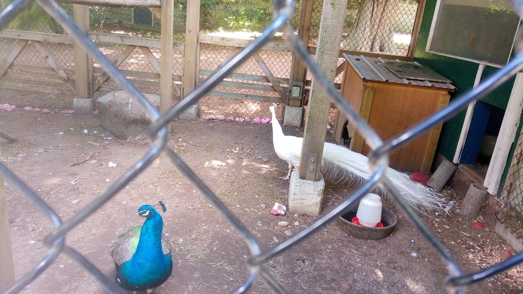 Queens Park petting farm | Unnamed Road, New Westminster, BC V3L, Canada, Canada | Phone: (604) 777-5111