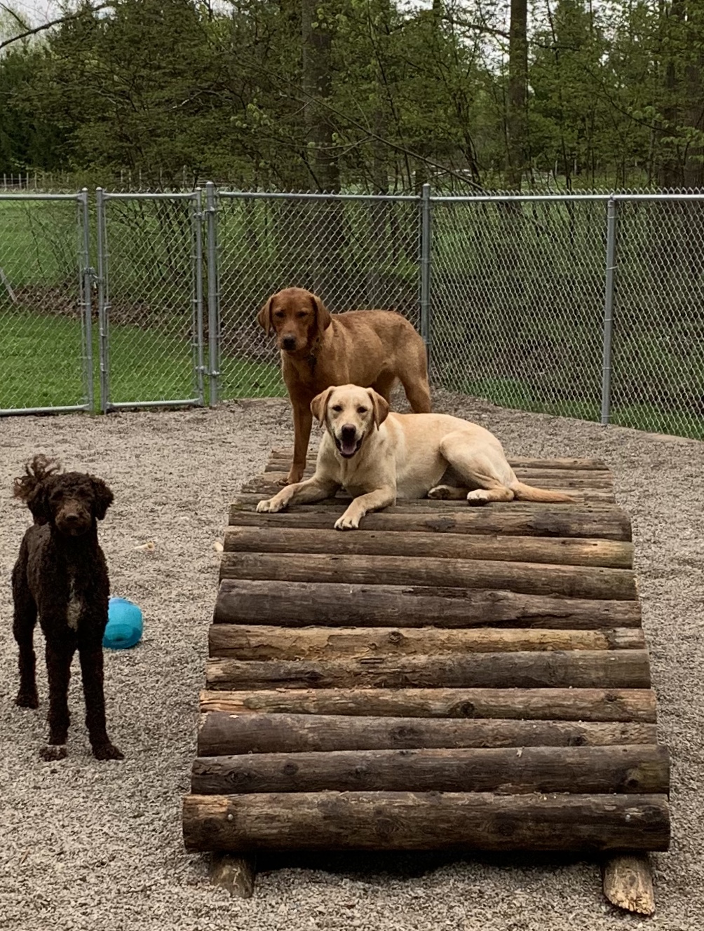 LTM Kennels | 541097 Concession 14 NDR, Chesley, ON N0G 1L0, Canada | Phone: (519) 270-3725