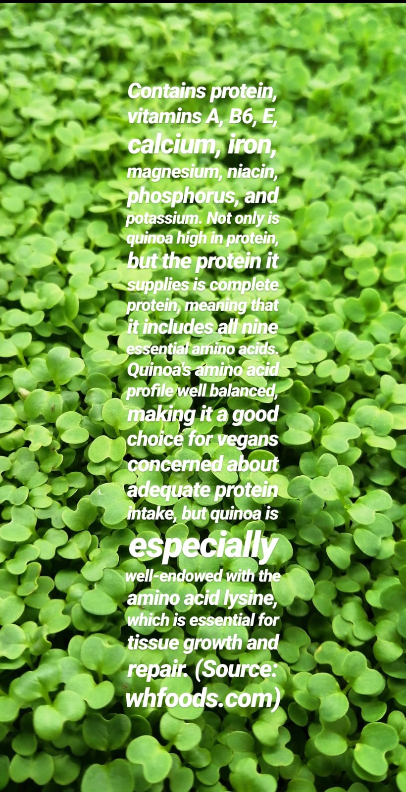 Micro Boostic Leaf | 41a Rue Perron, Châteauguay, QC J6J 2S2, Canada | Phone: (514) 250-5253