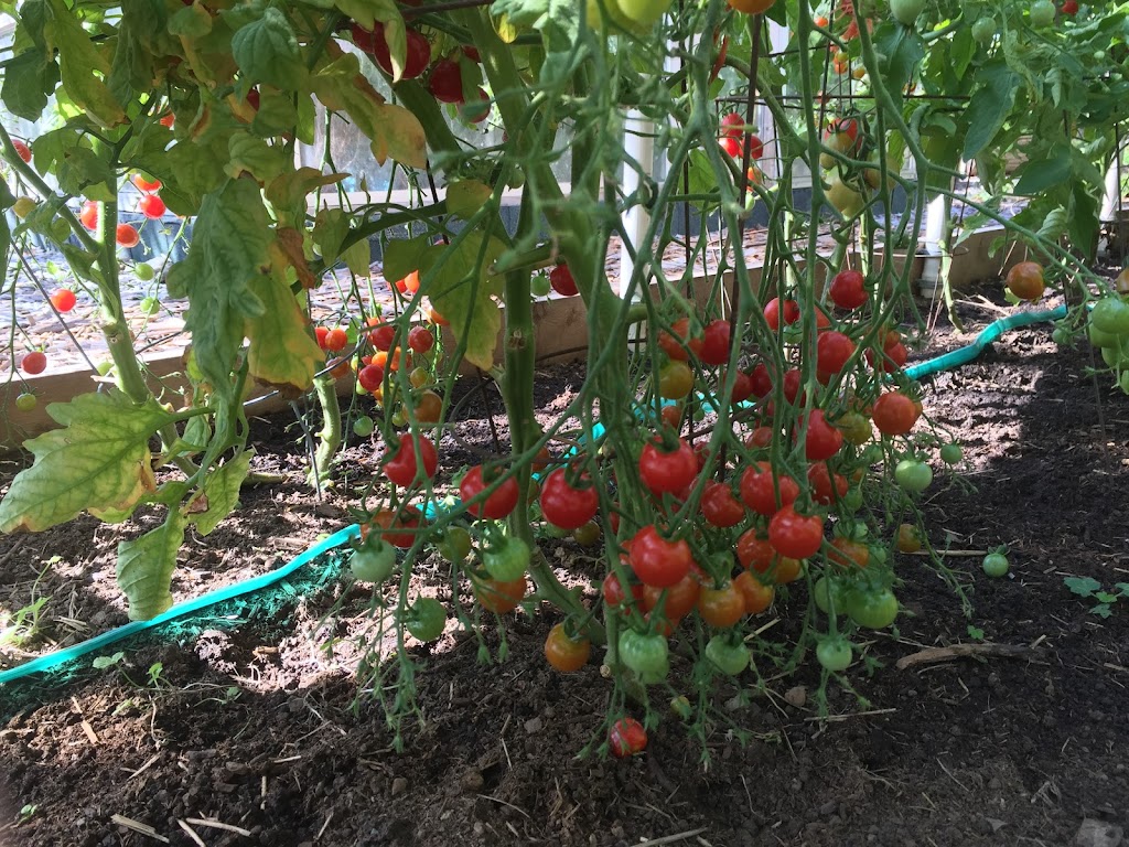 Beaufort Rainbow Farm | 9564 Somers Rd, Port Alberni, BC V9Y 8N9, Canada | Phone: (250) 735-0680