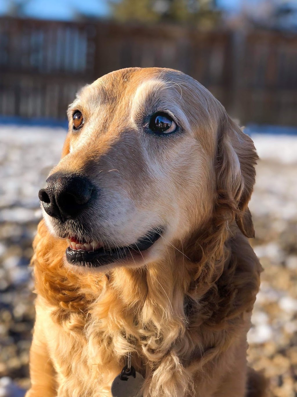 Love Your Pet Animal Care Professionals | 10213 Township Rd 284A, Crossfield, AB T0M 0S0, Canada | Phone: (403) 265-7387