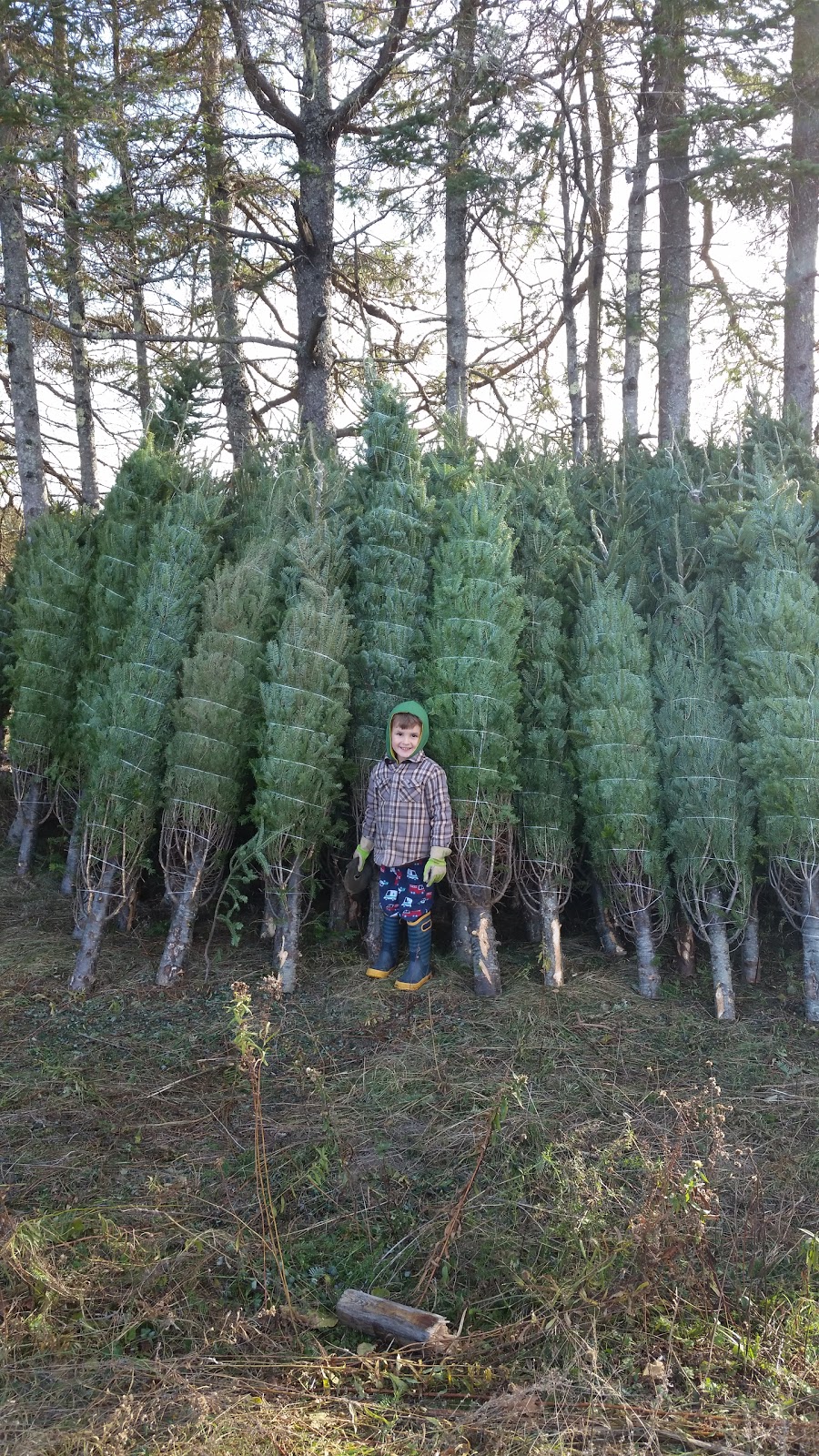 Lone Wolf Farm | 4631 Burritts Rapids Rd, Merrickville, ON K0G 1N0, Canada | Phone: (613) 269-2509
