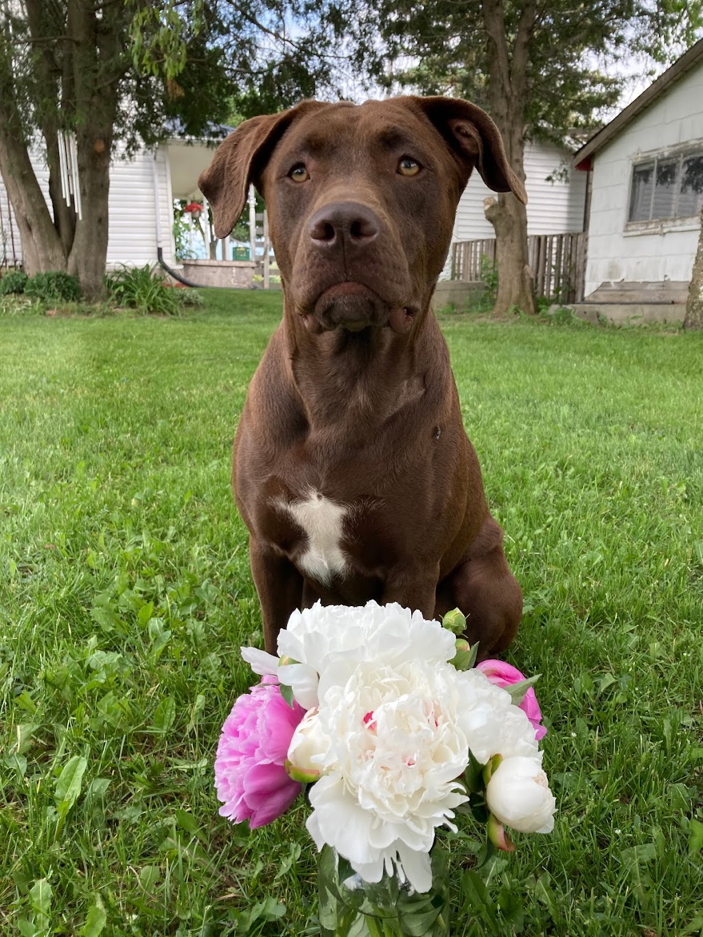 Doggy Daycare and Sleepovers | 440 Aranda Way, Codrington, ON K0K 1R0, Canada | Phone: (613) 847-3418