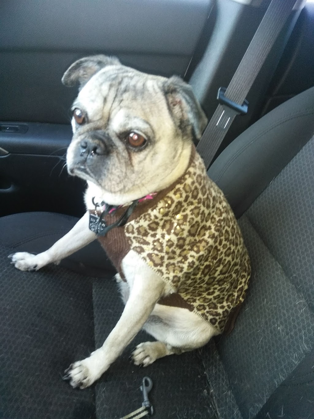 Bloomingtails Pet Boutique & Grooming Salon | 431 Boler Rd #10, London, ON N6K 2K8, Canada | Phone: (519) 601-5272