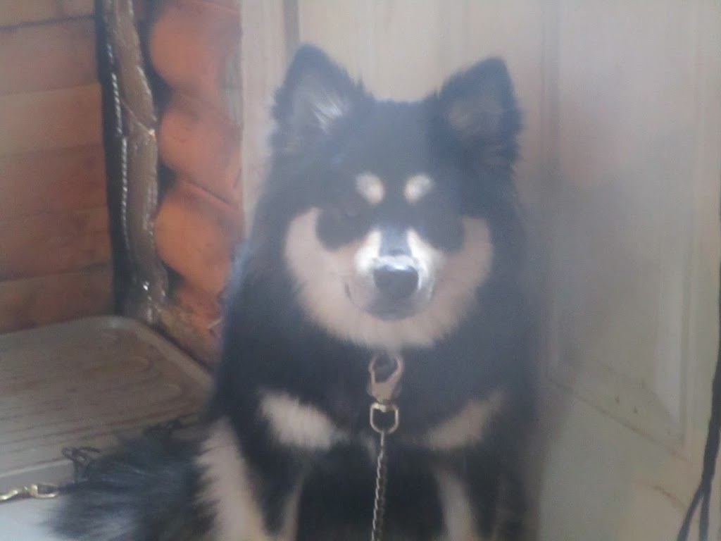 pour l,amour des chiens | 20 Rue Boutin, Lévis, QC G6J 1E8, Canada | Phone: (418) 889-0209