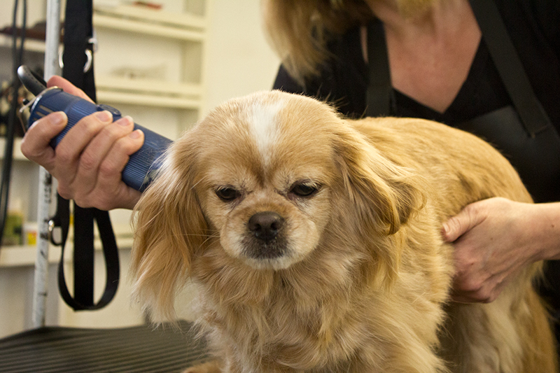 TLC Grooming | 33070 Rd 33E, Mitchell, MB R5G 1P5, Canada | Phone: (204) 371-9009