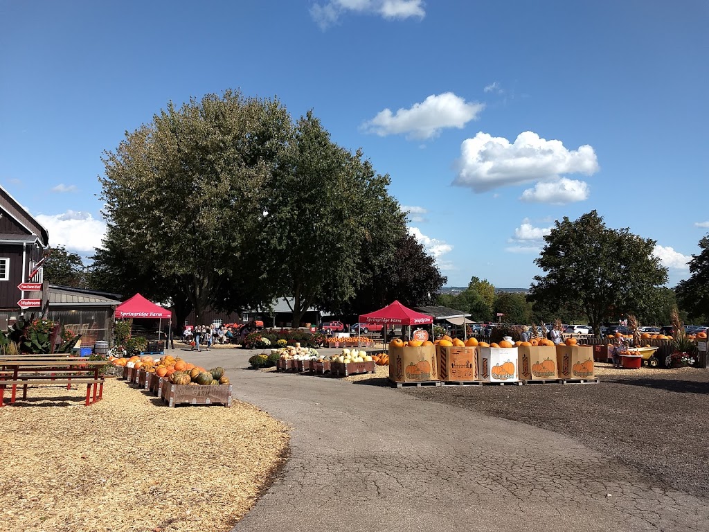 Springridge Farm | 7256 Bell School Line, Milton, ON L9E 0N7, Canada | Phone: (905) 878-4908